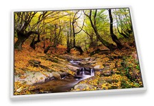 Autumn forest woodland for sale  UK