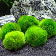 Sfere cladophora alga usato  Palermo