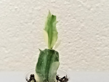 Rare variegated schlumbergera for sale  UK