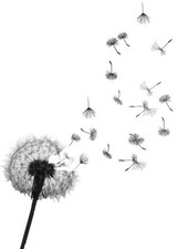 Pusteblume temporäres tattoo gebraucht kaufen  Versand nach Germany