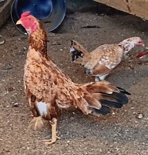 Pure pumpkin hennie for sale  Columbiana