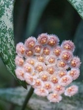 Hoya parviflora splash usato  Massa di Somma
