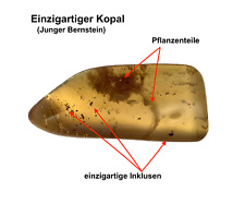 Einzigartiger kopal südamerik gebraucht kaufen  Köln