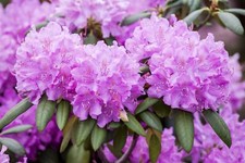 Rhododendron hybride roseum gebraucht kaufen  Westerstede