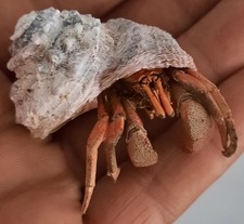 Curiosité coquillage bernard d'occasion  Montpellier-