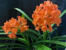 Leaf nice clivia for sale  Chino