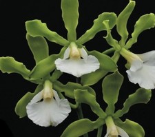 orchidee gebraucht kaufen  Wettringen