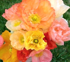 Iceland poppy papaver for sale  READING
