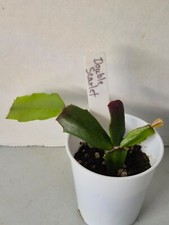 Schlumbergera double scarlet for sale  Lawrence