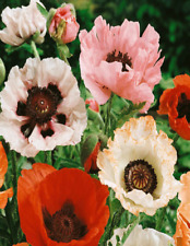 Poppy mixed oriental for sale  ALFRETON