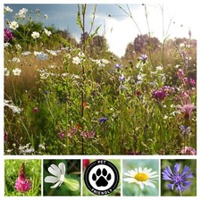 Wildflower seeds pet for sale  SELBY
