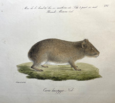Guinea pig print for sale  Sturgis