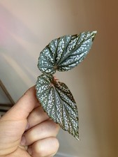 Begonia benigo pink for sale Begonia benigo pink for sale  CAMBRIDGE