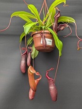 nepenthes for sale nepenthes for sale TELFORD