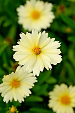 Coreopsis uptick cream for sale  PRESTON