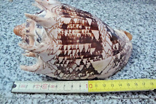 Conchiglia voluta ebraea usato  Cesena