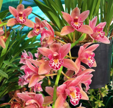 Cymbidium agnes degarmo for sale  SANDBACH