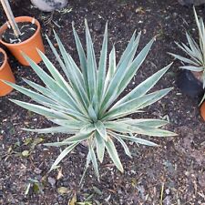 Yucca gloriosa variegata for sale  EGHAM