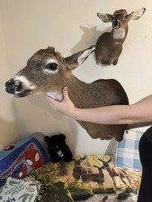 Whitetail mount antlers for sale  Dayton