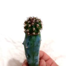 49. discocactus estevesii usato  Spedire a Italy