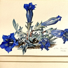 Original 1955 botanical for sale  Aptos
