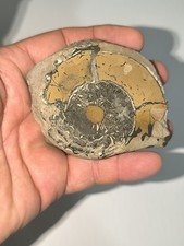 Meraviglioso originale fossile usato  Gaggiano