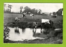 004902 postcard perivale for sale  FROME