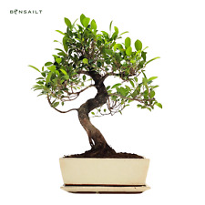 Bonsai baum ficus gebraucht kaufen  Fuchsmühl