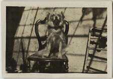 PHOTO ANCIENNE - VINTAGE SNAPSHOT - ANIMAL CHIEN CHAISE PORTRAIT GAG - DOG CHAIR comprar usado  Enviando para Brazil