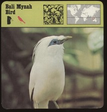 Bali mynah bird for sale  Waupun