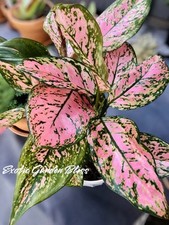 plants valentines for sale plants valentines for sale USA