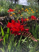 Crocosmia seed lucifer for sale  PAIGNTON