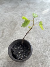 plant grape pot for sale plant grape pot for sale El Monte