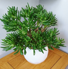Crassula ladyfingers ovata d'occasion  Cagnes-sur-Mer