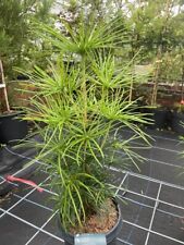 Umbrella pine tree for sale  CHORLEY