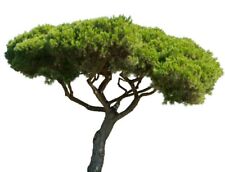 Italian stone pine for sale  Carriere