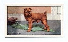 Brussels griffon gallaher for sale  COLEFORD