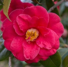 Red bird camellia for sale  Rock Island