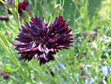 Cornflower black ball for sale  SALISBURY