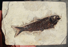 Fossil fish knightia for sale  Sandy