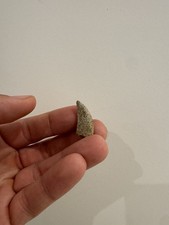 Tyrannosaurid dinosaur fossil for sale  BRIGHTON