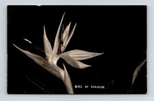 Postcard bird paradise for sale  Walkersville