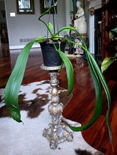 Rare anthurium vittarifolium for sale  Glenmoore