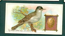 Typhoo tea british for sale  SOUTHEND-ON-SEA