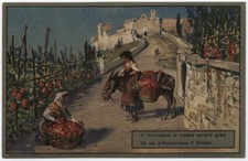 Cartolina pomodoro ammoniaca usato  Ragusa
