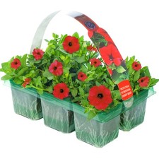 Petunia surfinia deep for sale  UK