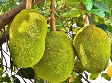 Grafted jackfruit tree for sale  Fort Lauderdale