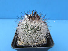 Turbinicarpus viereckii recond for sale  Shipping to Ireland