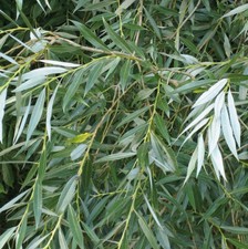 100 white willow for sale 100 white willow for sale  NEWTOWNARDS