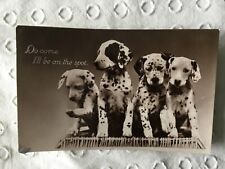 Dalmatian puppies come for sale  HASTINGS
